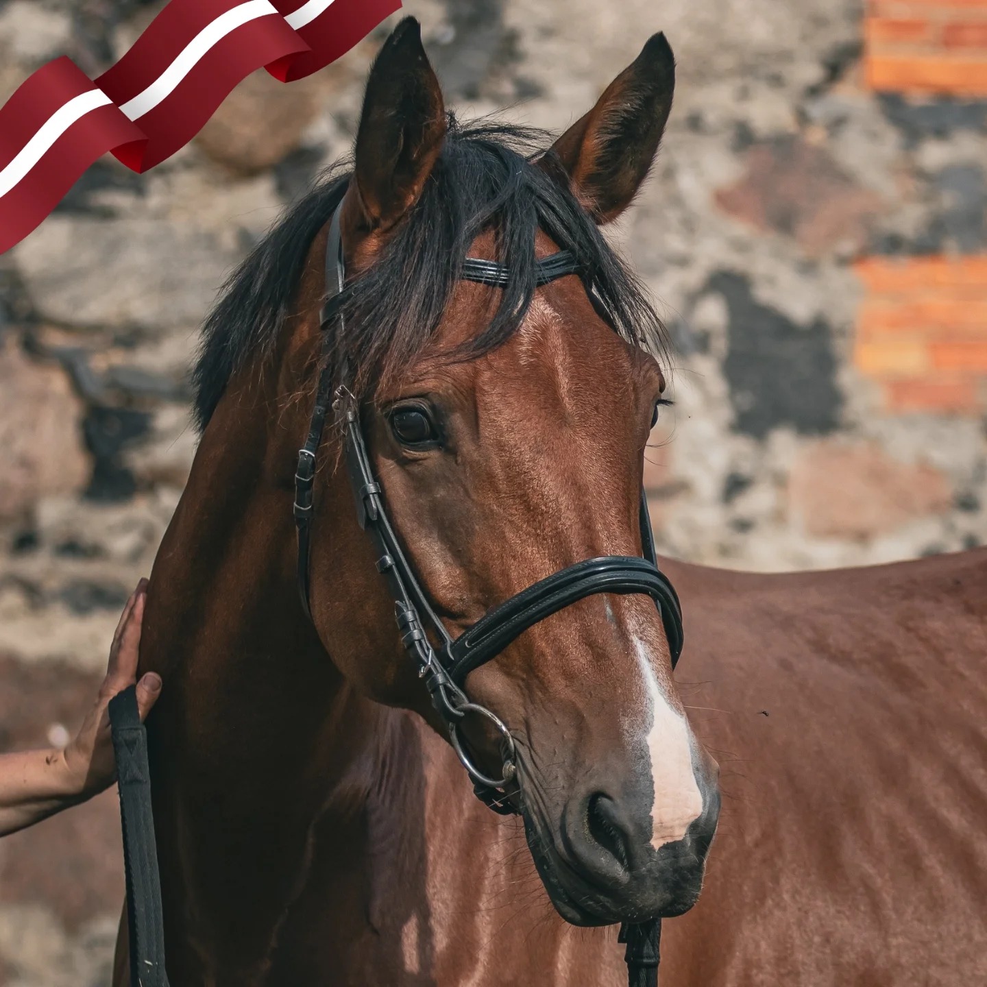 Horse Riding in Latvia: A Mindful Escape into Nature